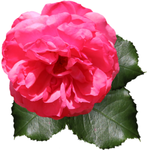 trangDesigns_rosePhoto